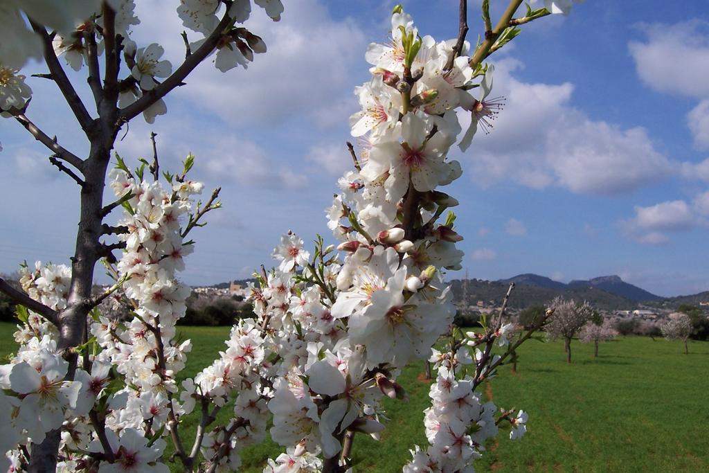 Agroturisme Can Bessol S'Horta Номер фото